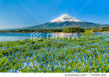 Mount Fuji in early summer - Nemophila blooming at Oishi Park in Lake Kawaguchi Mount Fuji in early summer - Nemophila blooming at Oishi Park in Lake Kawaguchi 139991888
