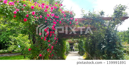 A walk along a rose arch A walk along a rose arch 139991891