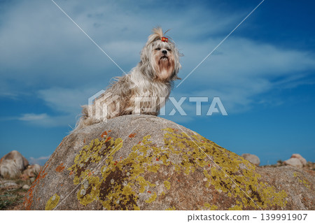 Shih tzu dog sitting on stone on mountains background 139991907
