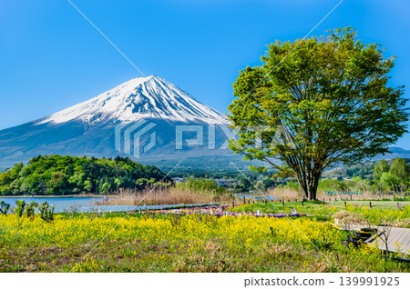 Mount Fuji in early summer at Oishi Park, Lake Kawaguchi Mount Fuji in early summer at Oishi Park, Lake Kawaguchi 139991925