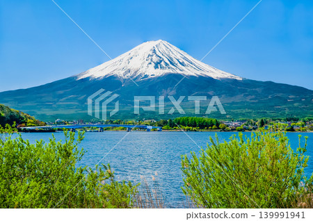 初夏的富士山，家禽出沒的河口湖 139991941
