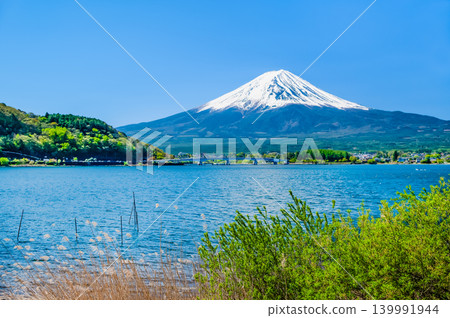 初夏的富士山，家禽出沒的河口湖 139991944