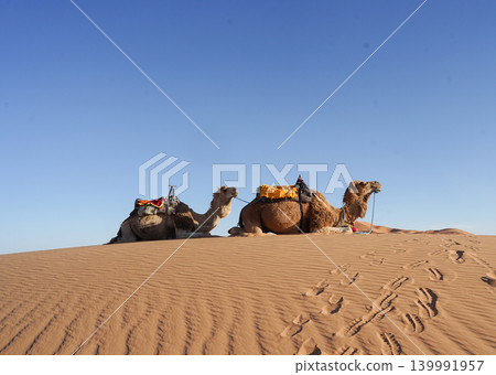 A dromedary camel resting in the desert A dromedary camel resting in the desert 139991957