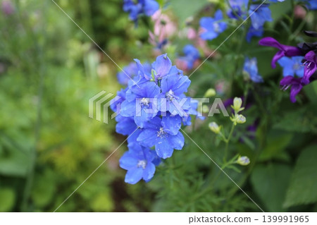 Vibrant blue delphiniums Vibrant blue delphiniums 139991965