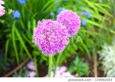 Allium Allium 139992003