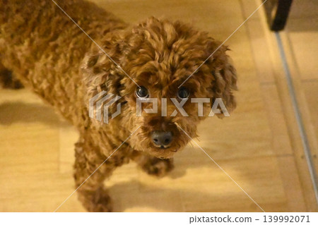Staring dog Staring dog 139992071