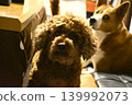 一隻玩具貴賓犬和一隻混種犬正盯著鏡頭。 139992073