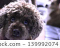 看玩具貴賓犬 139992074