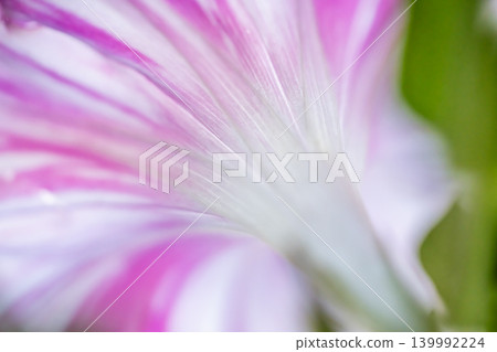 粉紅色的牽牛花開了。 粉紅色的牽牛花開了。 139992224