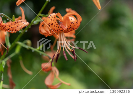 Rain lily flower wet to the rain Rain lily flower wet to the rain 139992226