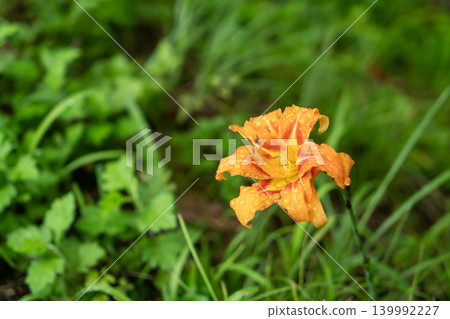 Daylilies blooming by the roadside Daylilies blooming by the roadside 139992227