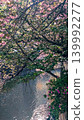 Kawazu cherry blossoms blooming along the river 139992277