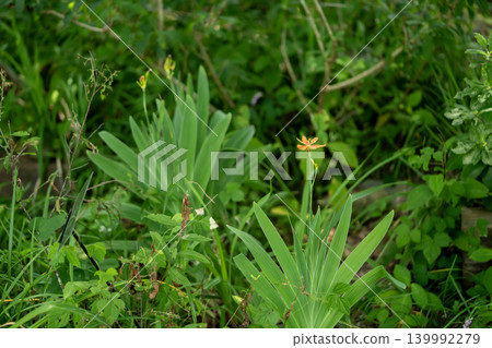 Belamcanda chinensis growing in the grass Belamcanda chinensis growing in the grass 139992279
