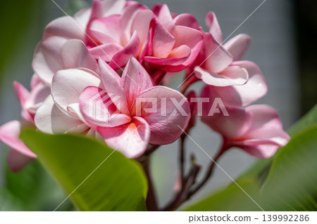 The plumeria flowers have bloomed. The plumeria flowers have bloomed. 139992286