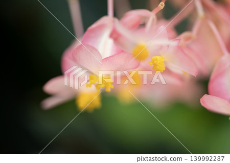 Cute pink begonia flowers Cute pink begonia flowers 139992287