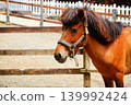Horse  139992424