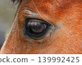 Horse eye up 139992425