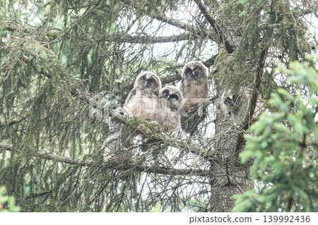 Gather 'round! Long-eared Owls Gather 'round! Long-eared Owls 139992436