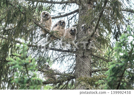 Gather 'round! Long-eared Owls Gather 'round! Long-eared Owls 139992438