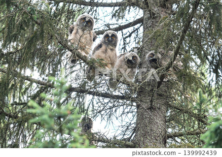 Gather 'round! Long-eared Owls Gather 'round! Long-eared Owls 139992439
