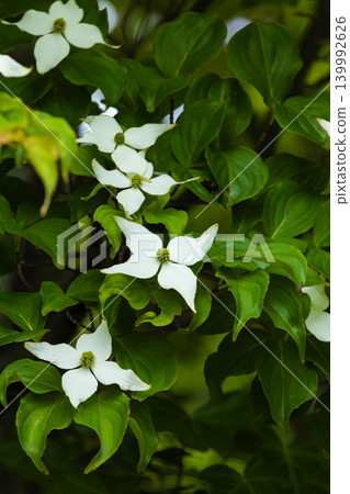 Pokeweed flower 139992626