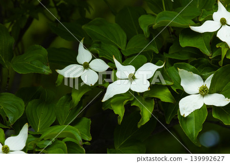 Pokeweed flower Pokeweed flower 139992627