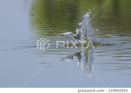 Little tern takes flight from the water's surface, creating a splash. Little tern takes flight from the water's surface, creating a splash. 139992683