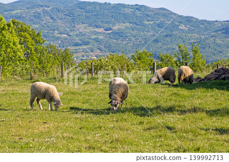 Sheep on green lawn Sheep on green lawn 139992713