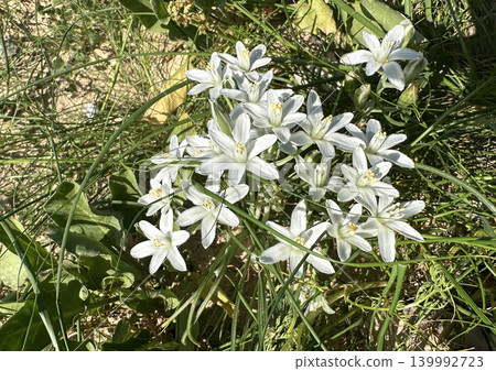 White flowers of the Star of Bethlehem (Ornithogalum umbellatum) White flowers of the Star of Bethlehem (Ornithogalum umbellatum) 139992723
