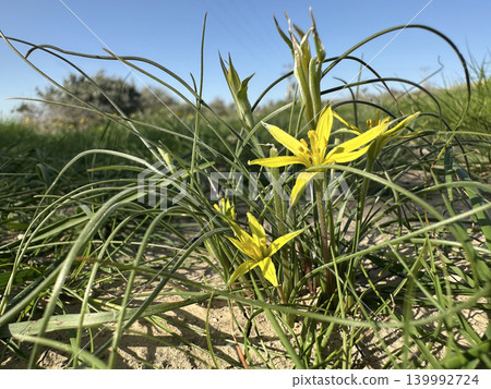 Damascus Gagea, Green-flowered Gagea (Gagea damascena) Damascus Gagea, Green-flowered Gagea (Gagea damascena) 139992724