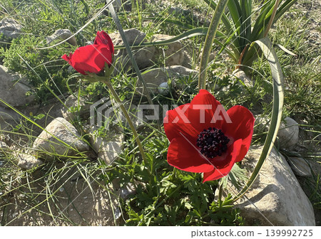 Spring bloom of anemones (Anemone coronaria) in the Negev Spring bloom of anemones (Anemone coronaria) in the Negev 139992725