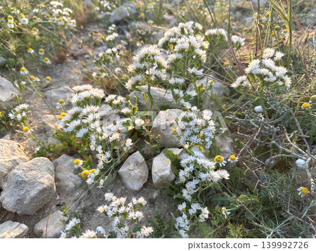 Desert Statice or Winged Sea Lavender (Limonium lobatum) Desert Statice or Winged Sea Lavender (Limonium lobatum) 139992726