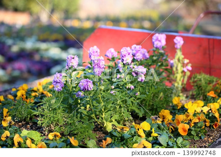Refreshing Stock Flowers 139992748