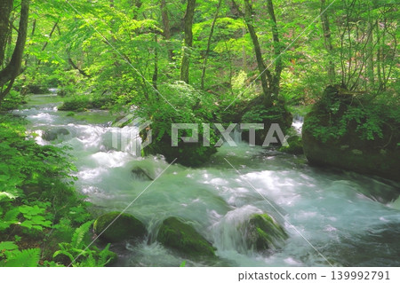 The Oirase Gorge bathed in sunlight amidst lush greenery (Towada-Hachimantai National Park) 139992791