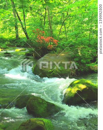 Azaleas blooming in the fresh greenery of the Oirase Gorge (Towada-Hachimantai National Park, vertical composition) 139992800