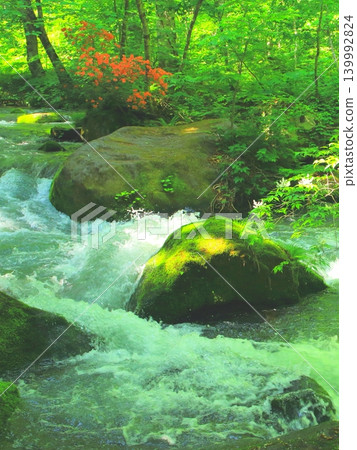 Azaleas blooming in the fresh greenery of the Oirase Gorge (Towada-Hachimantai National Park, vertical composition) 139992824