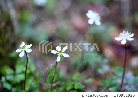 Refreshing flowers of Coptis japonica 139992929