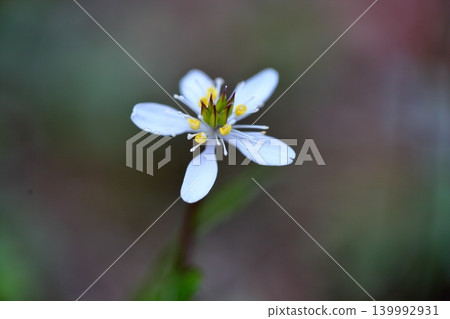 Refreshing flowers of Coptis japonica Refreshing flowers of Coptis japonica 139992931