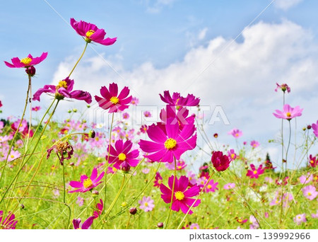 Cosmos flowers that shine in the autumn sky Cosmos flowers that shine in the autumn sky 139992966