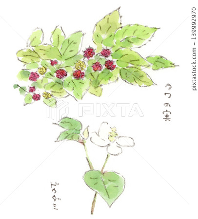 A watercolor illustration of mulberries and houttuynia cordata flowers seen on a greenway in early summer. A watercolor illustration of mulberries and houttuynia cordata flowers seen on a greenway in early summer. 139992970