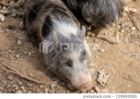 Detailed Wildlife Shot of Wild Boars. Detailed Wildlife Shot of Wild Boars. 139993000