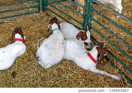 Young goats in farm Young goats in farm 139993067