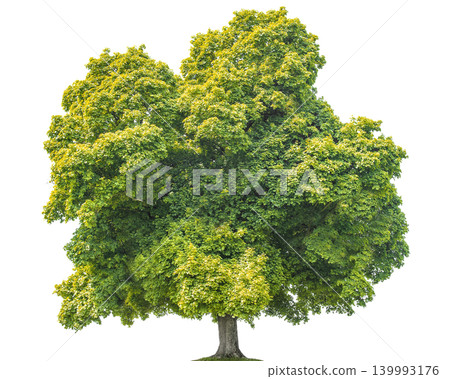 Lush green maple tree with dense foliage isolated on a transparent background Lush green maple tree with dense foliage isolated on a transparent background 139993176