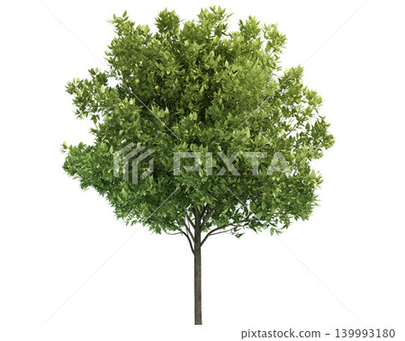 A lush green deciduous tree with a textured bark trunk 139993180