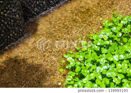 Aquatic plants growing densely in the pond Aquatic plants growing densely in the pond 139993193