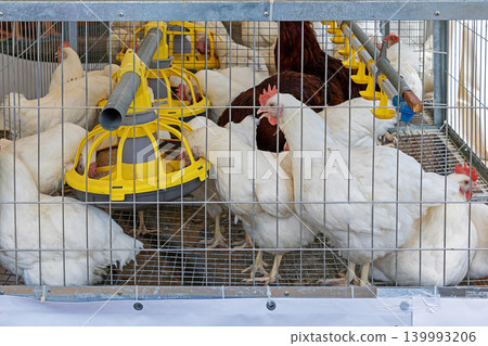 Chickens in cage eating Chickens in cage eating 139993206