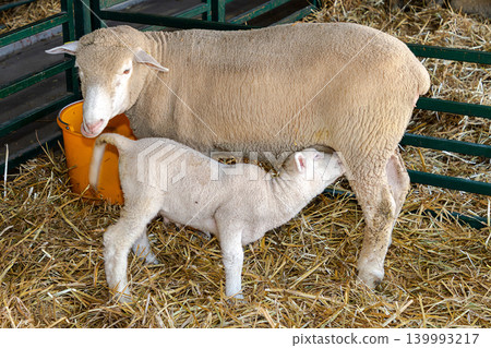 Sheep in farm Sheep in farm 139993217