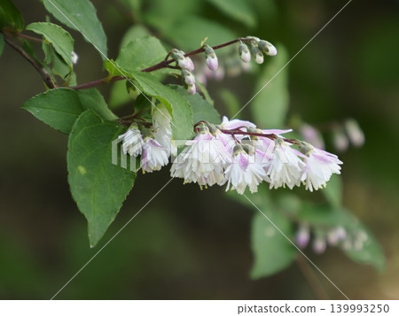 White flowers of the Deutzia gracilis with hints of red. White flowers of the Deutzia gracilis with hints of red. 139993250