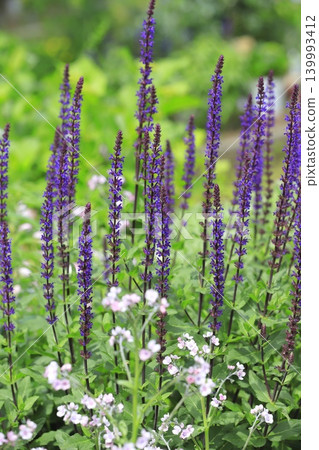 Salvia nemorosa Caradonna (Woodland Sage) Salvia nemorosa Caradonna (Woodland Sage) 139993412