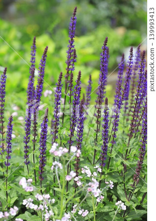 Salvia nemorosa caradonna(林地鼠尾草) Salvia nemorosa caradonna(林地鼠尾草) 139993413